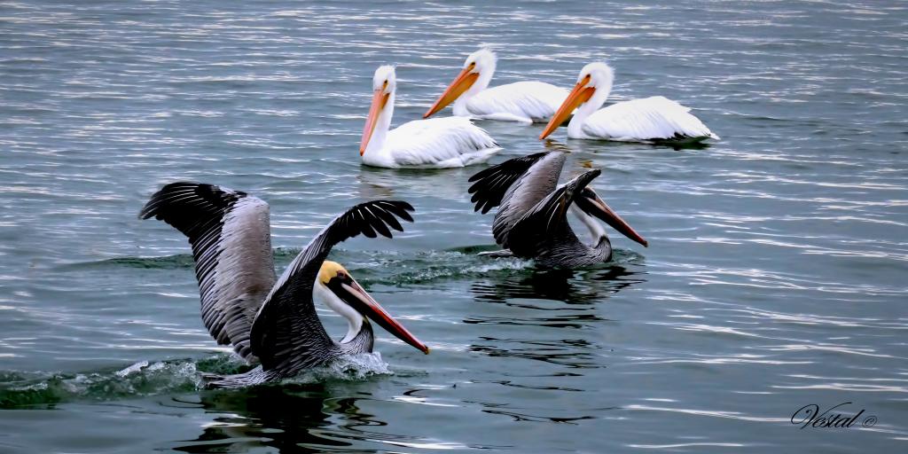 Brown & White Pelicans (2x1 ratio)